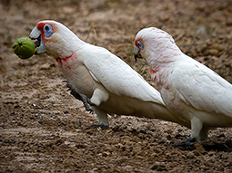 Long-billed corellas of Grampians Paradise Camping and Caravan Parkland with a favoured nut of the Western Australian Flower Gum trees